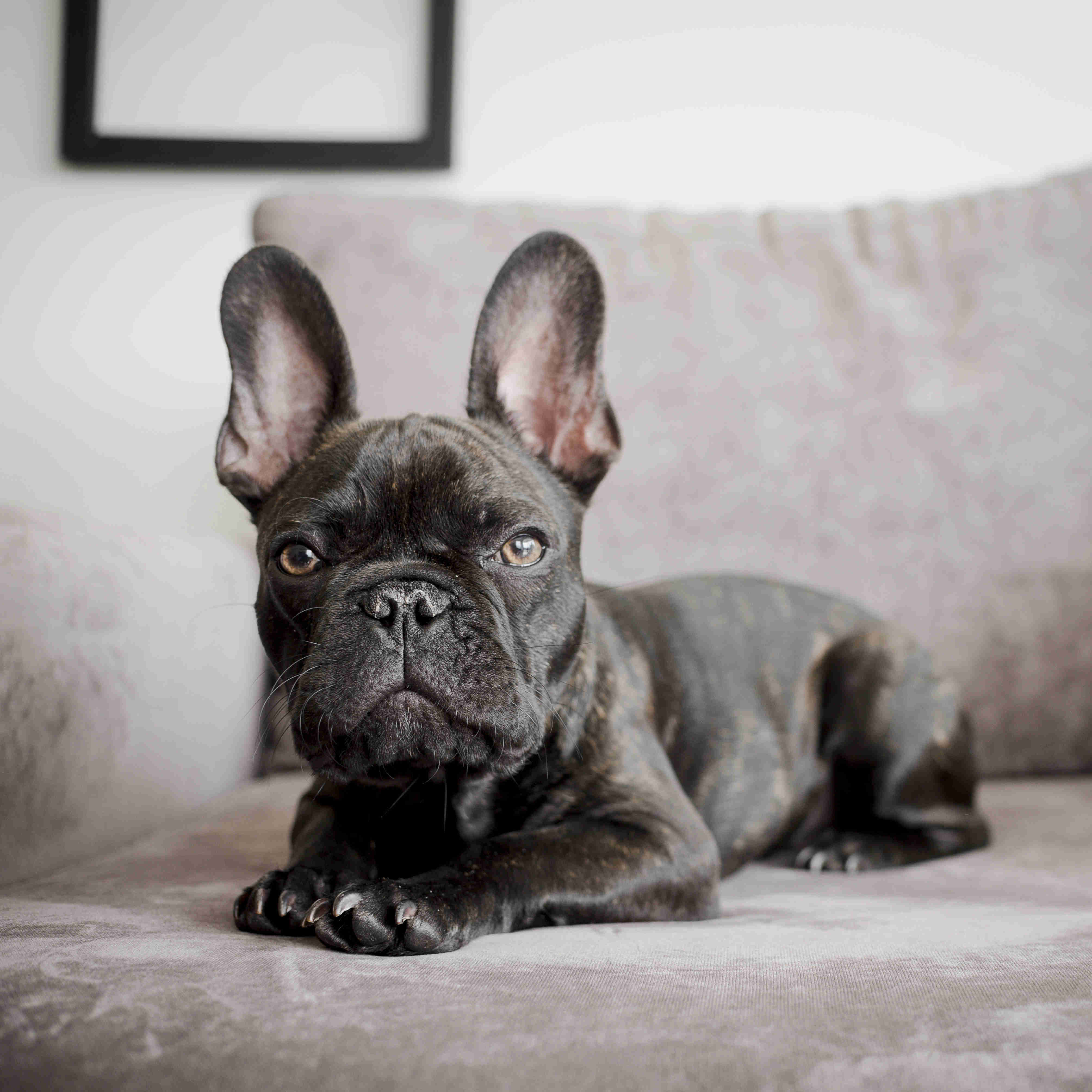 Exploring the Sociability of French Bulldogs in Public Spaces: A Guide for Dog Owners